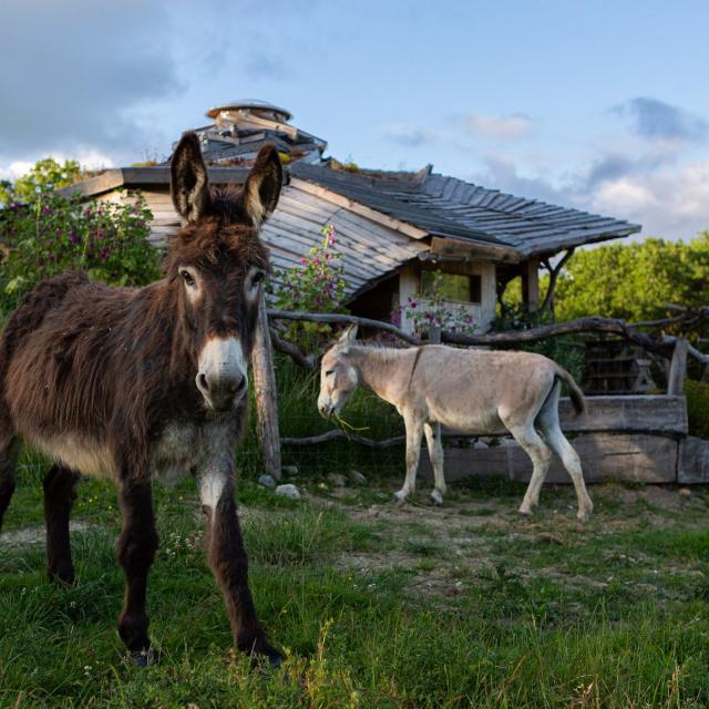 Vit Tel Ta Natuur Dierenpark2