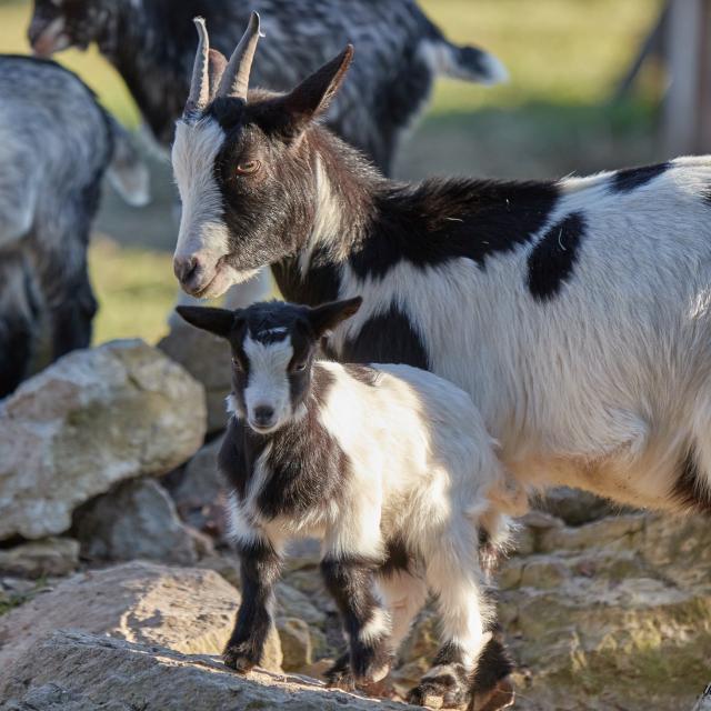Vit Tel Ta Nature Animal Park©a. Yenou