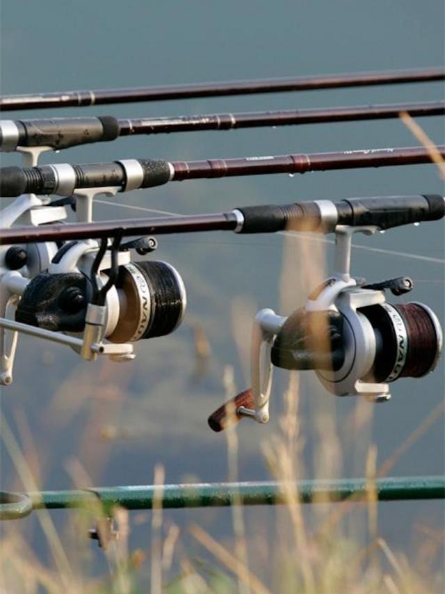 Meervissen ©conraud