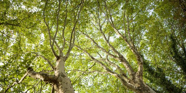 Forest ©j. Baudoin Industrial Photographer