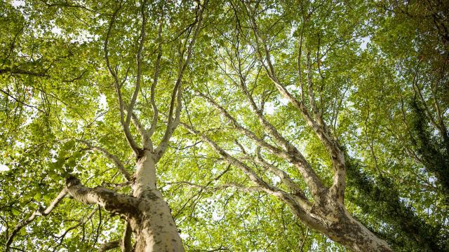 Forest ©j. Baudoin Industrial Photographer