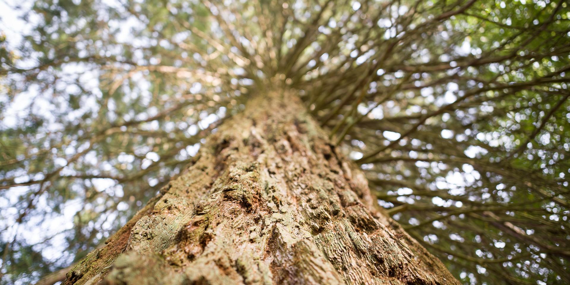 Thermal Park Tree©J. Baudoin Industrial Photograph