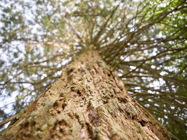 Arbre Parc Thermal de Contrexéville vu du bas
