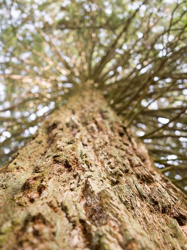 Thermal Park Tree©J. Baudoin Industrial Photograph