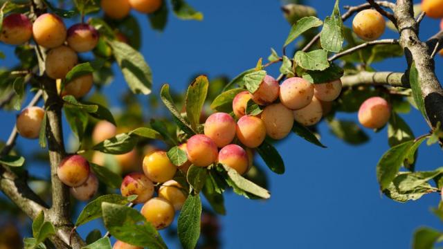 The Mirabelle Plum Is A Typical Fruit Of The Lorraine Region 6206190