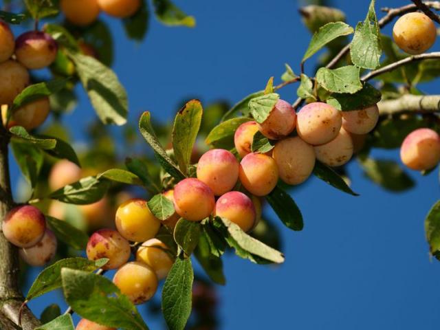 The Mirabelle Plum Is A Typical Fruit Of The Lorraine Region 6206190