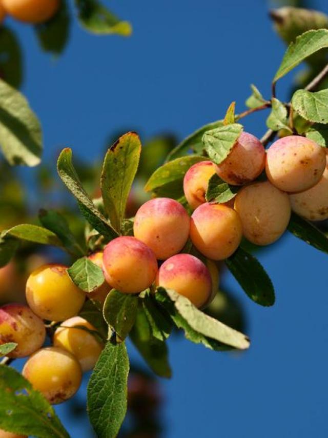 La Mirabelle Fruit Typique Du Terroir Lorrain