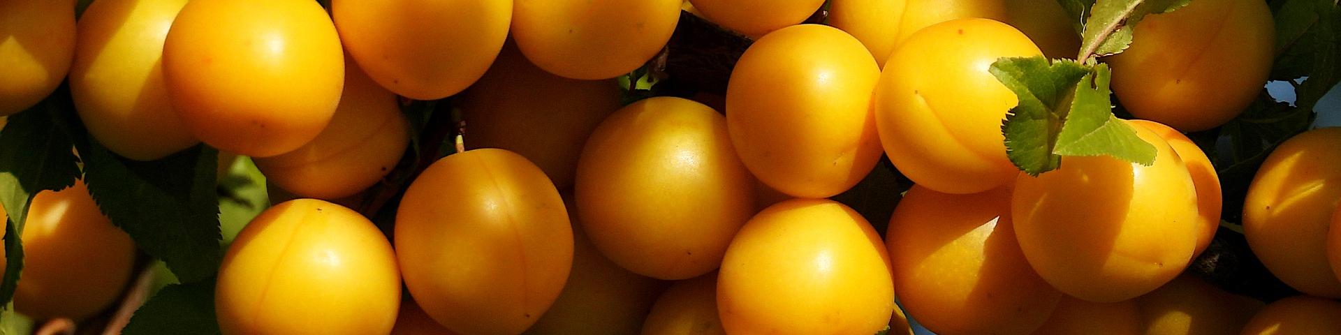 Produits Du Terroir Foto Bovenkant Pagina