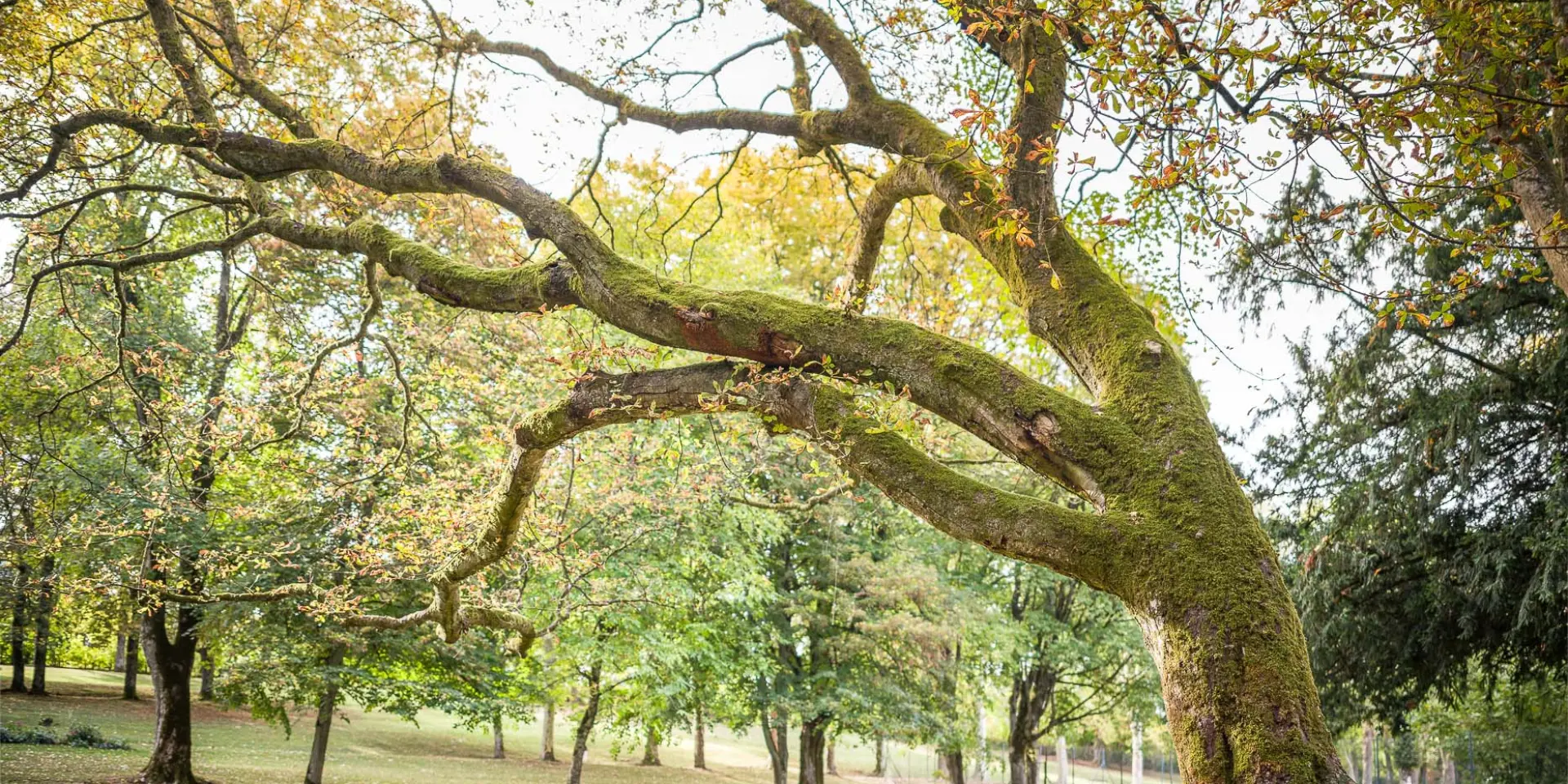 Arbre en automne dans le parc thermal de Contrexéville