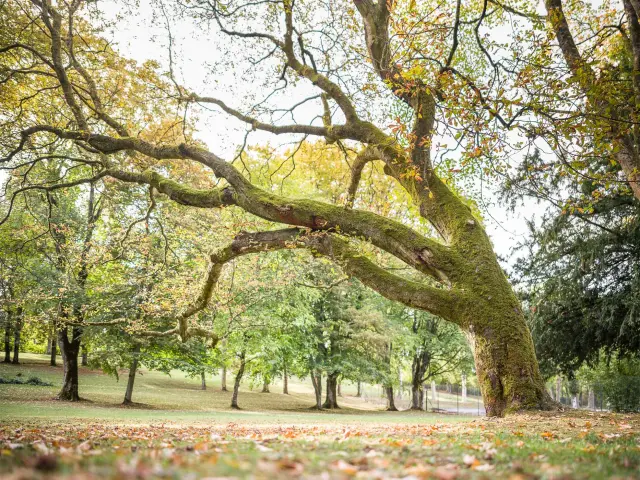 Arbre en automne dans le parc thermal de Contrexéville