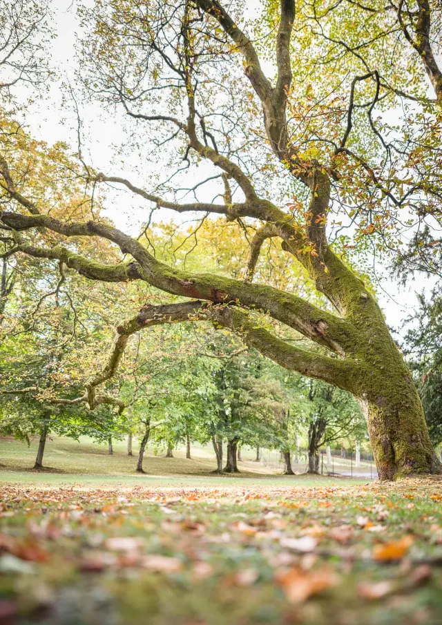 Arbre en automne dans le parc thermal de Contrexéville